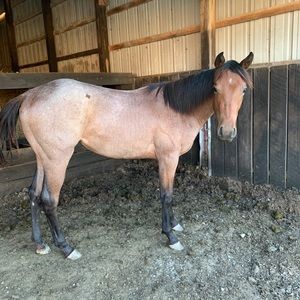 Meet your Posher, Cole